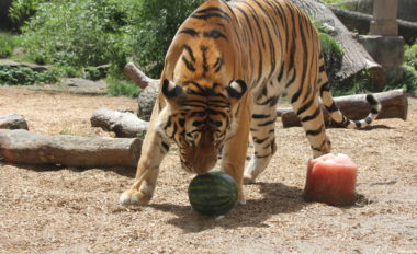 Sibirischer Tiger