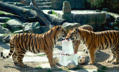 Drillinge im Zoo